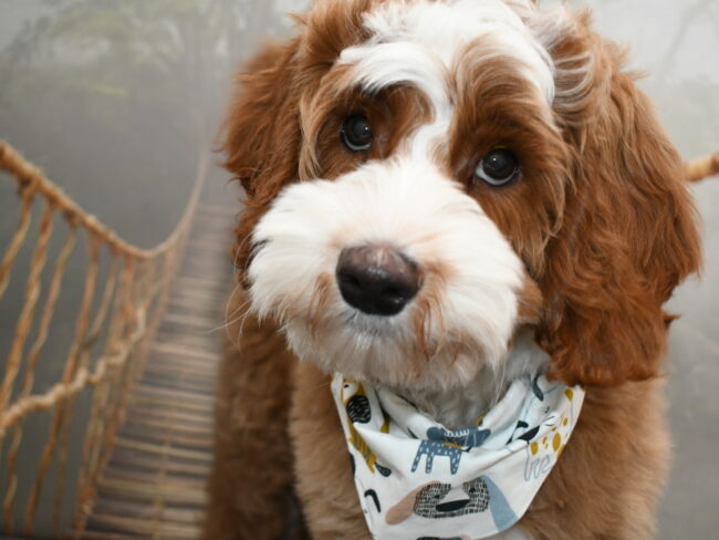 Australian Labradoodle Puppies