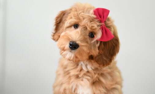 Australian Labradoodle Puppies