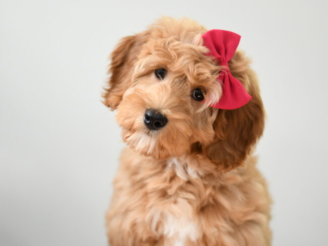 Toy deals labradoodle breeders