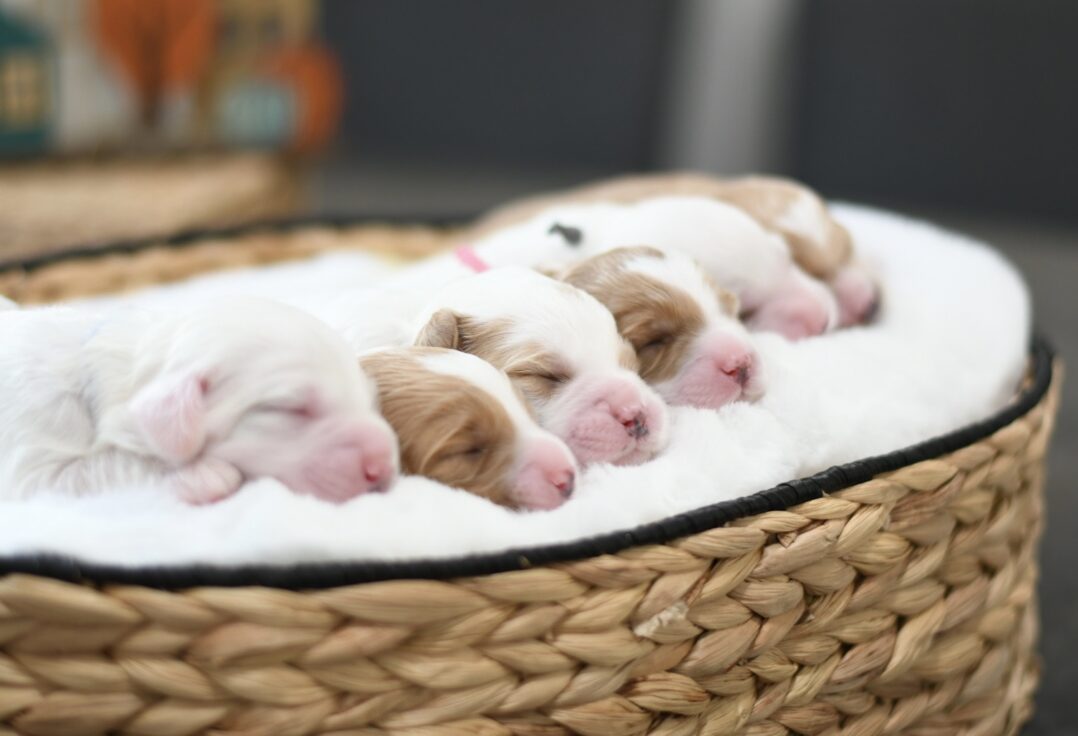 adopt a labradoodle